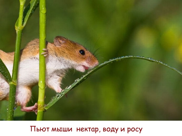 Полевая мышь полевка
