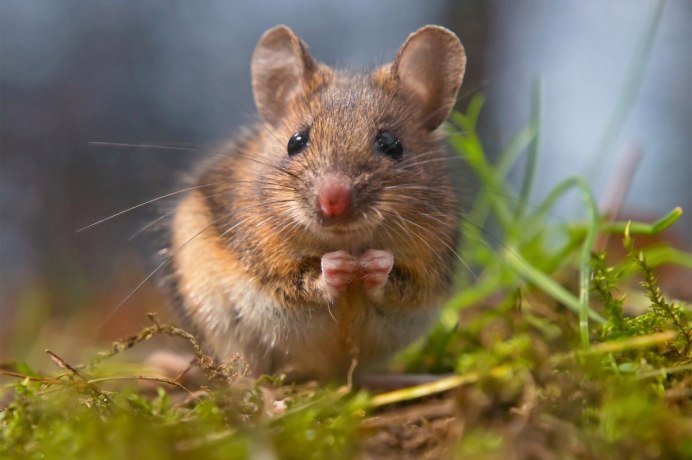 10. Мышь-Малютка (Micromys minutus)