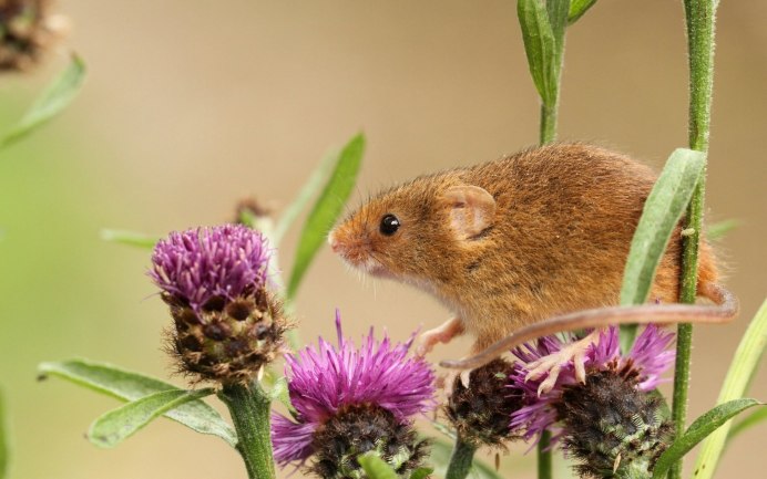Apodemus sylvaticus