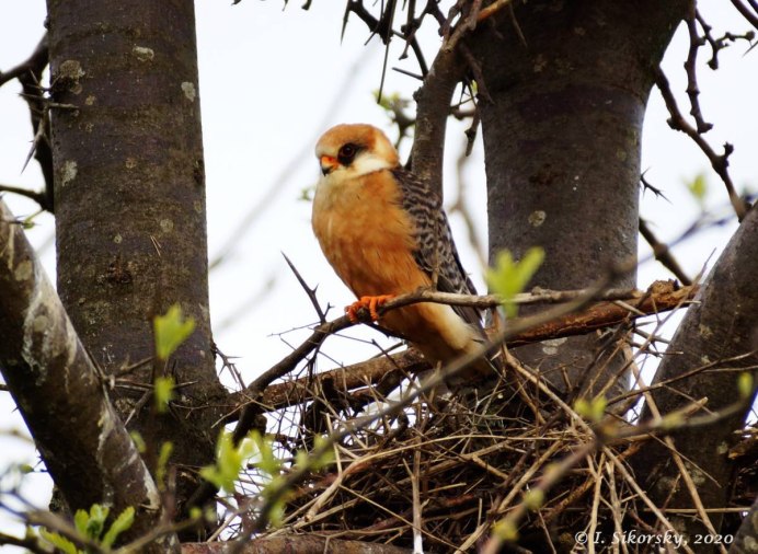 Ястреб Кобчик