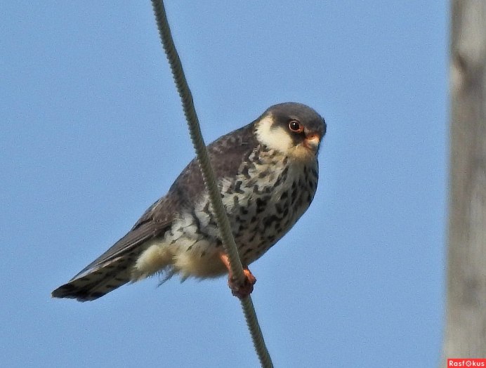 Falco vespertinus