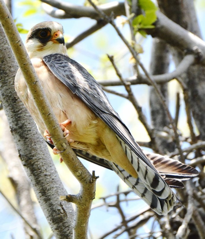 Ястреб Кобчик