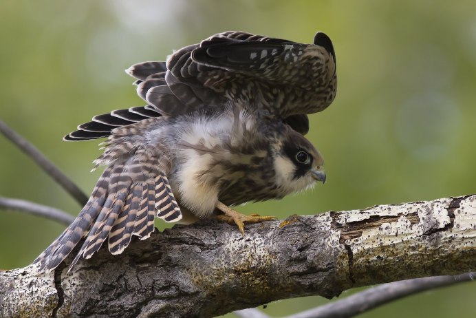 Амурский Кобчик