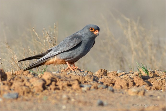 Птица Кобчик охотится