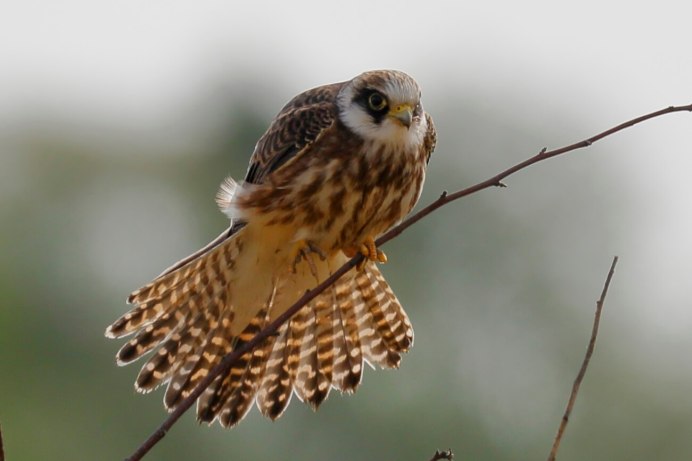 Сокол Кобчик