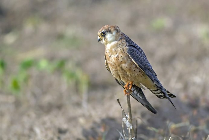 Чеглок Сокол гнездо