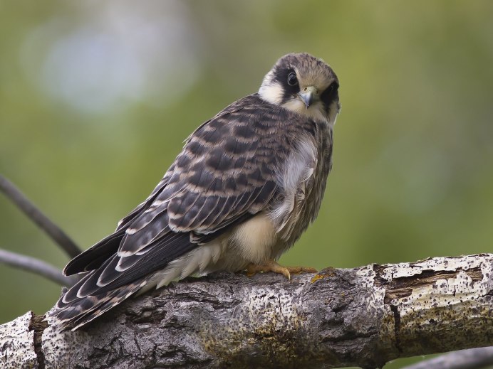 Сокол-Кобчик (Falco vespertinus),
