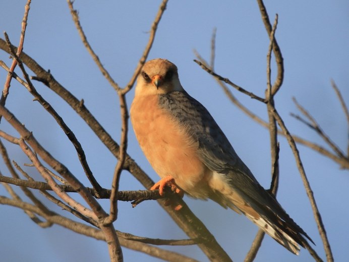 Сокол Кобчик в гнезде
