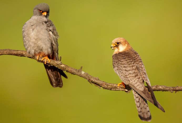 Сокол Кобчик самка