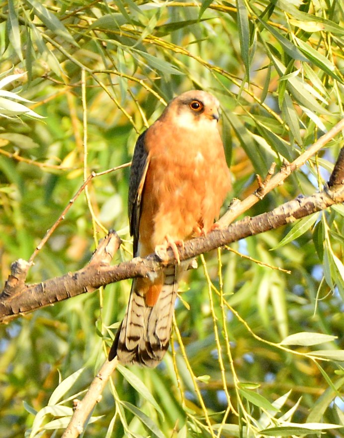 Птица Кобчик самка