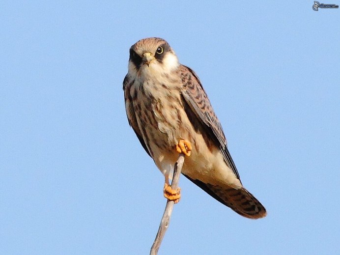 Сокол Кобчик в гнезде