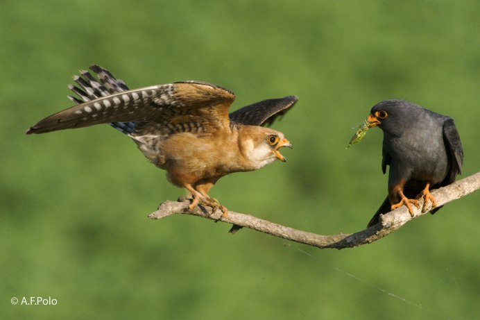 Кобчик (Falco vespertinus)