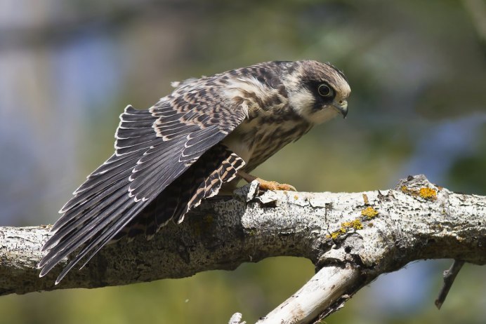 Кобчик Луговой