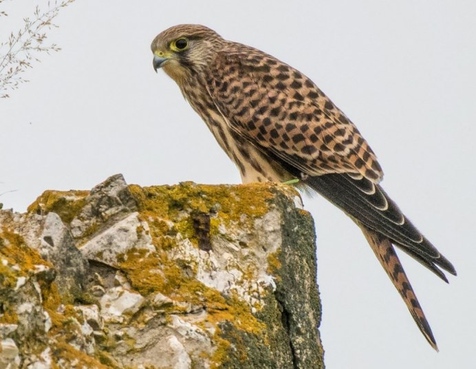 Ястреб Кобчик