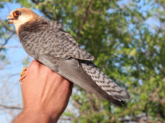 Кобчик (Falco vespertinus)
