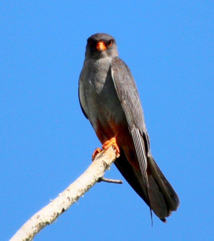 Сокол копчик Коршун и другие в Омской области фото