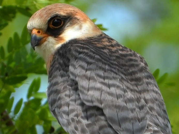 Ястреб Кобчик