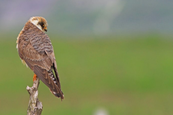 Кобчик в степи