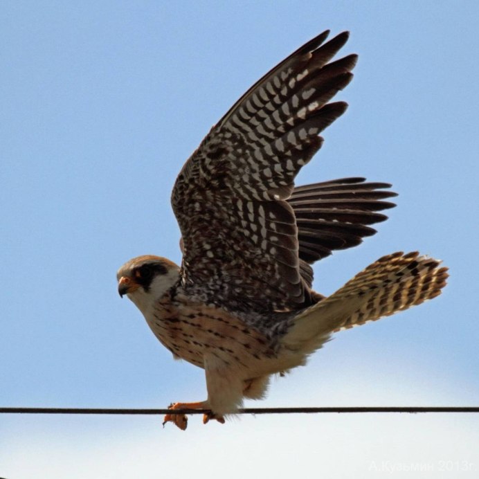 Ястреб пустельга Подмосковья