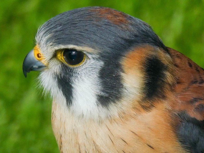 Амурский Кобчик птица