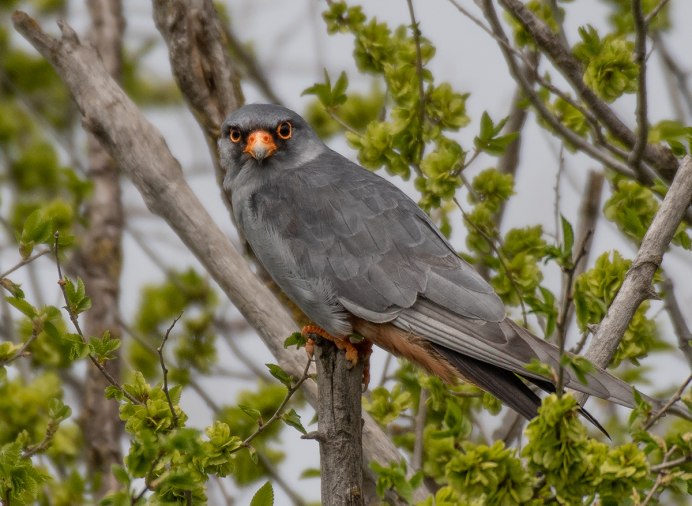 Гнездо и яйца кобчика