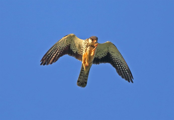 Кобчик птица птенец