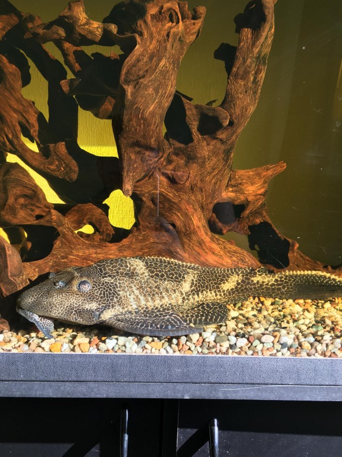 Птеригоплихт коряжка