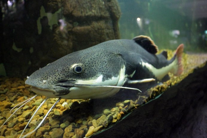 Ольховые коряги для аквариума