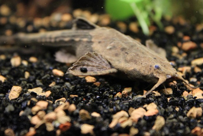 Сомик коряжка буноцефалус