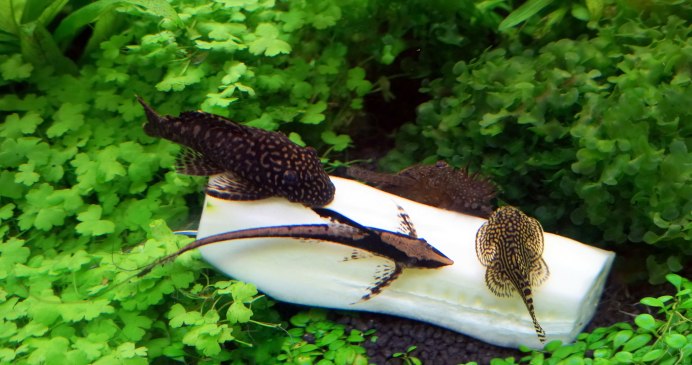 Рыба оливковый сомик