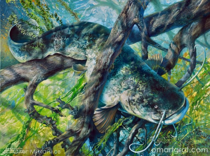 Голубой сомик-анциструс