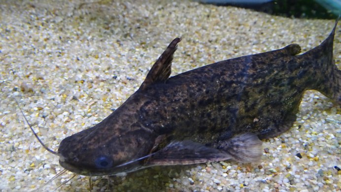 Сом коряжка колумбийский