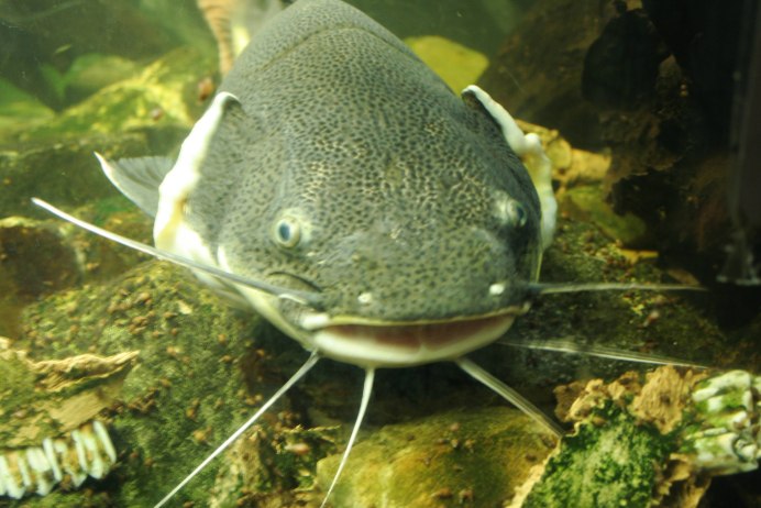 Сомик Ягуар