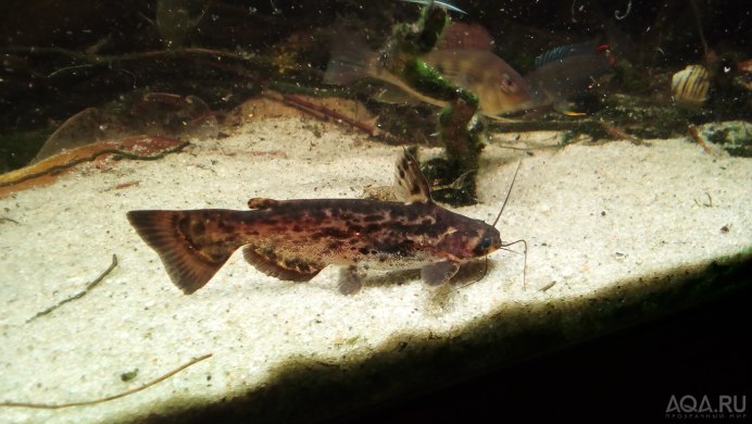 Фрактоцефалус краснохвостый