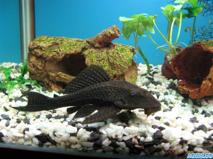 Сомик банджо