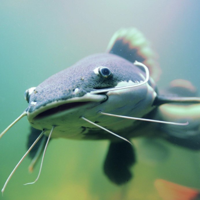 Лорикариевые номерные сомы