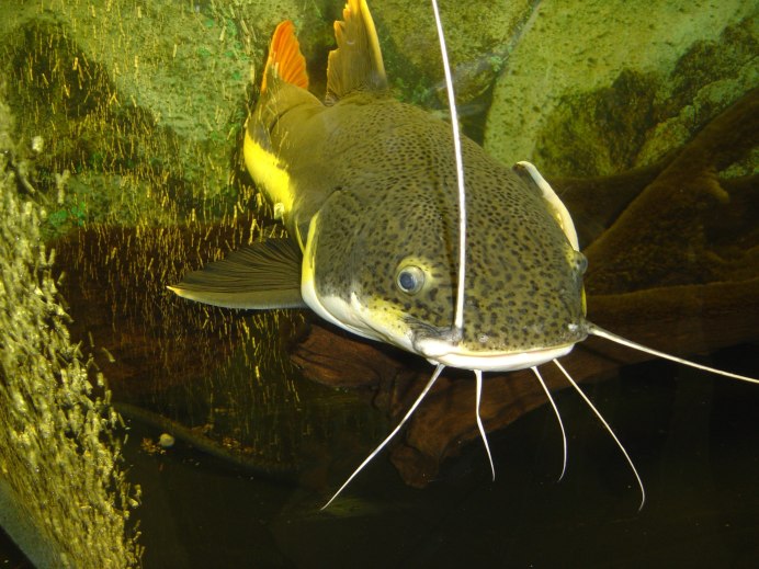 Сом обыкновенный Silurus GLANIS