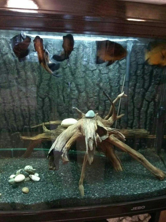 Рыба анциструс красный