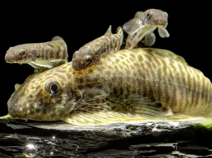 Обыкновенный (Европейский) сом