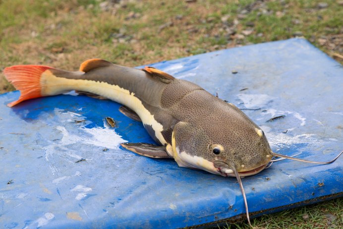 Сом коряга Буноцефал