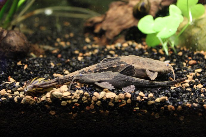 Сом Трахелиоптерус Фишера