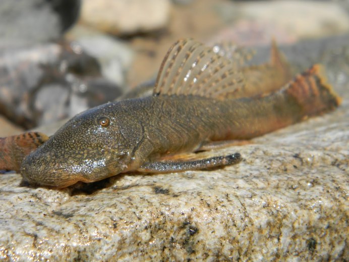 Трахелиоптерус Фишера-сом живородящий Татия