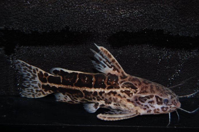 Подводная охота на сомов