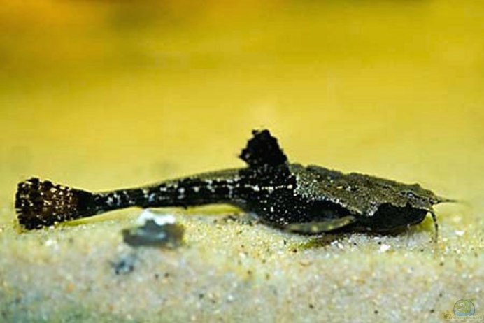 Рыба под корягой