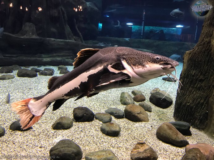 Панак Королевский чёрнолинейный