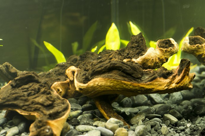 Живопись рыба сом