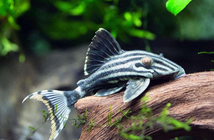 Голубой сомик-анциструс