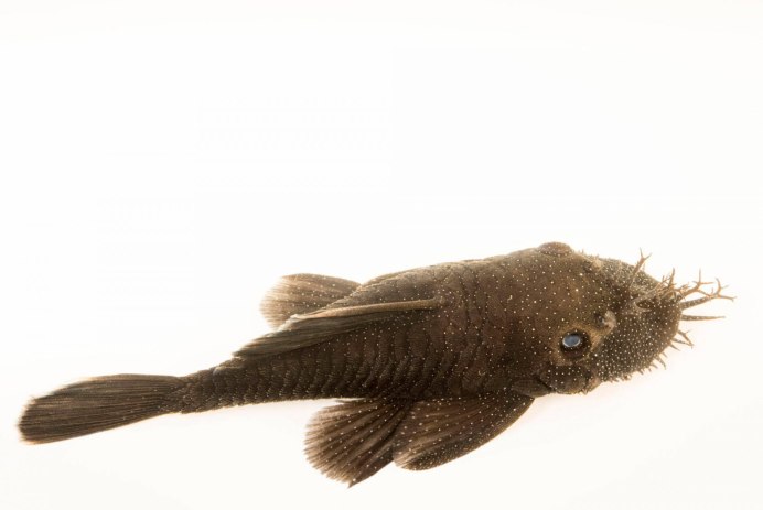 Сом под водой