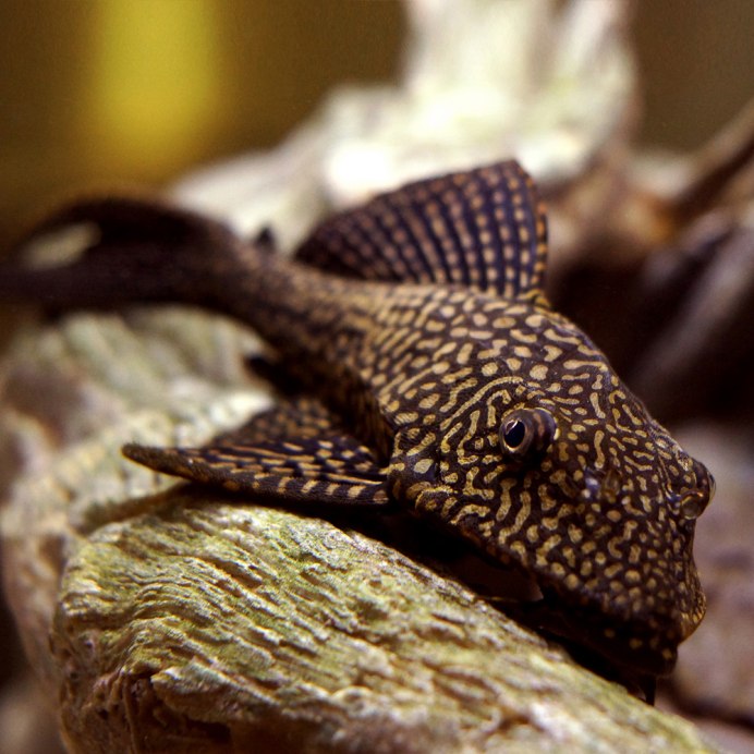 Трахелиоптерус Фишера