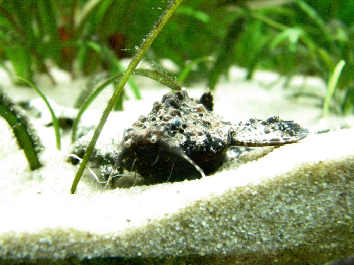 Сом Трахелиоптерус Фишера